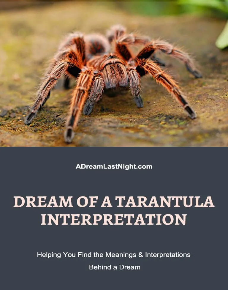 23533 tarantula dream interpretation 5