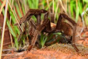 23533 tarantula dream interpretation 6