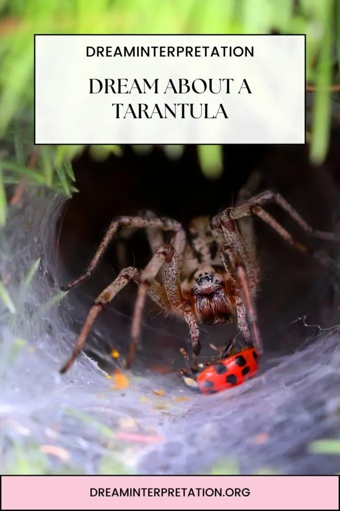 /img/23533-tarantula-dream-interpretation-7.webp