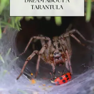 /img/23533-tarantula-dream-interpretation-7.webp