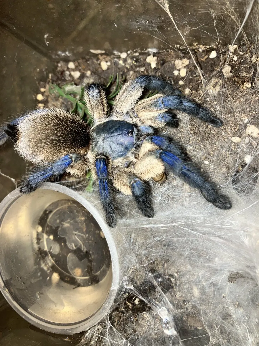 23534 tarantula bite treatment