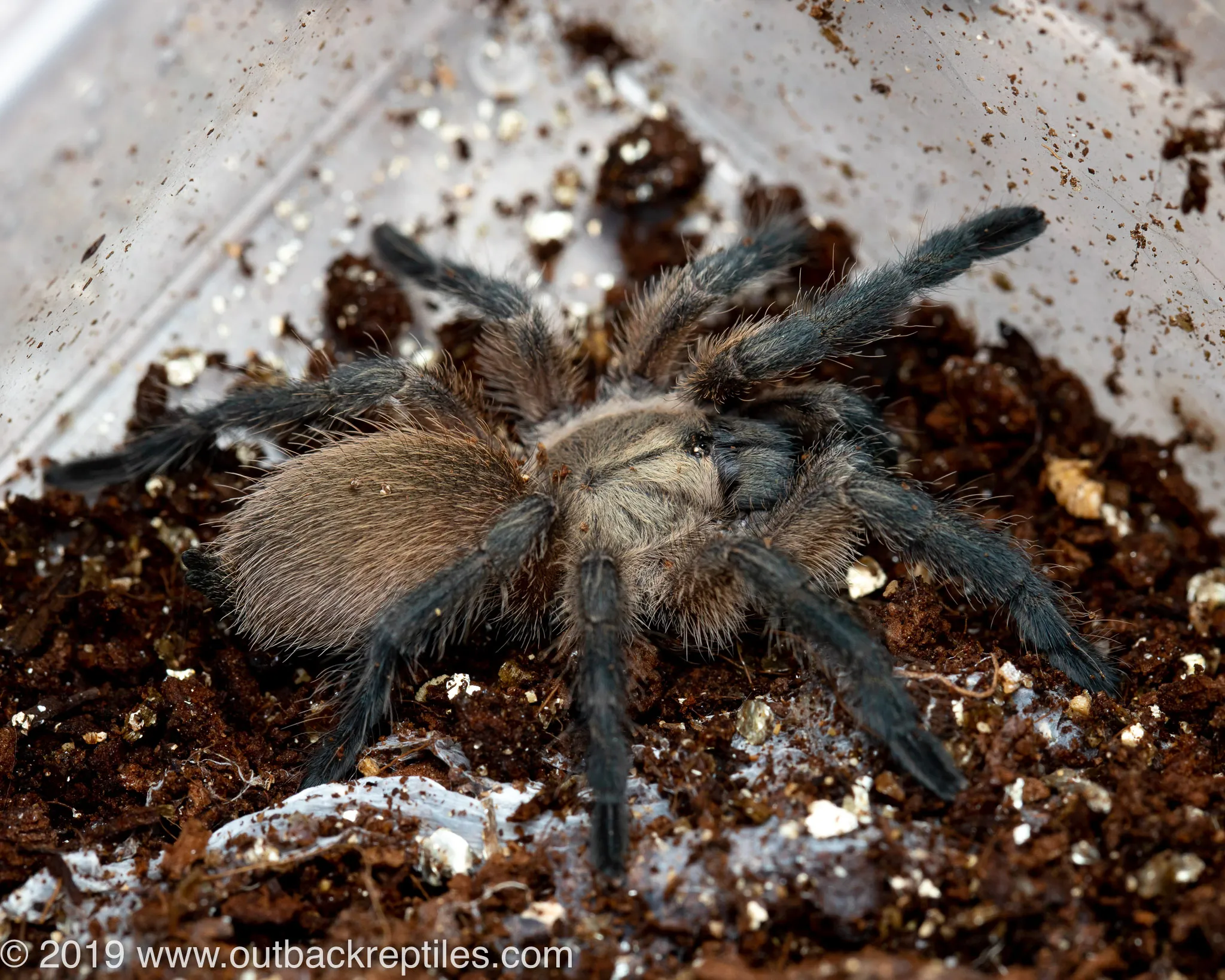 23534 tarantula handling