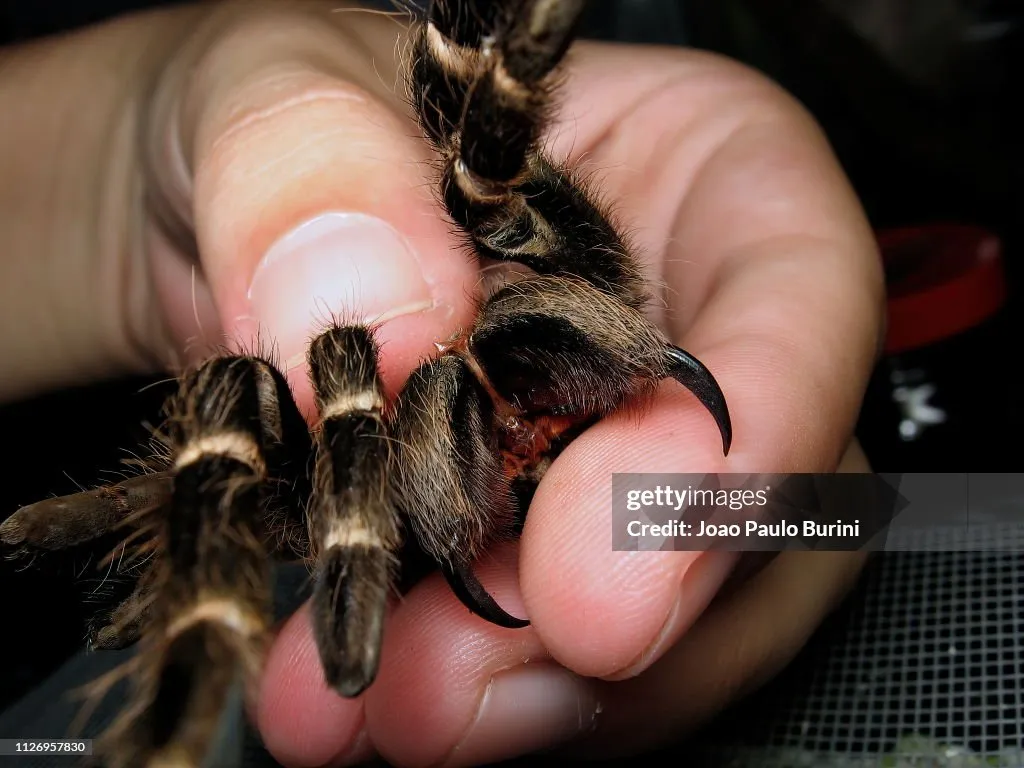 /img/23534-tarantula-safety.webp