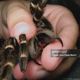 /img/23534-tarantula-safety.webp