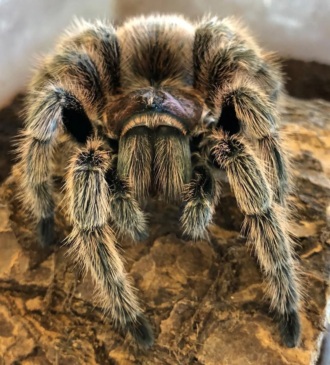 23535 rose hair tarantula bedding overview