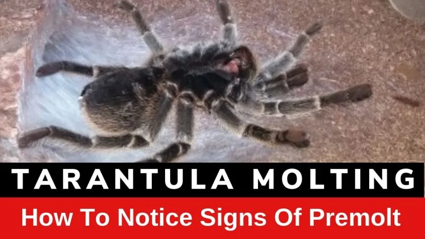 /img/23536-healthy-tarantula.webp