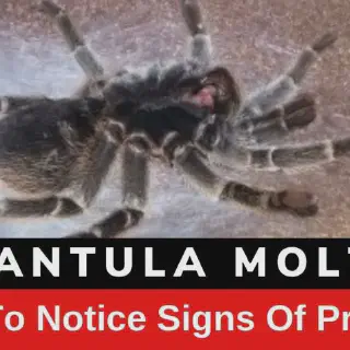 /img/23536-healthy-tarantula.webp