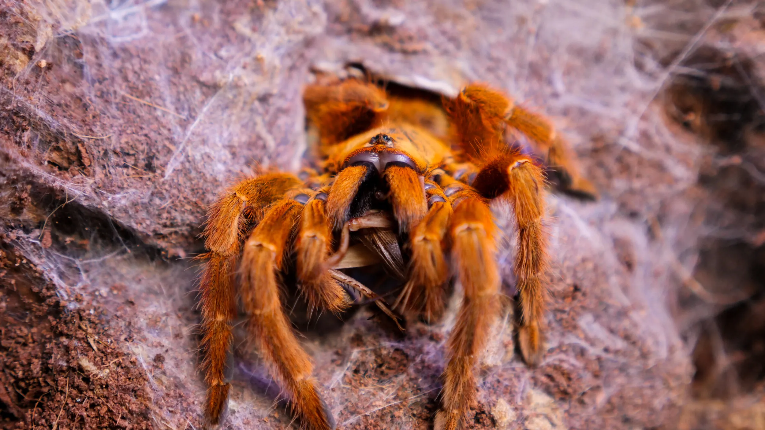 23536 tarantula body grooming