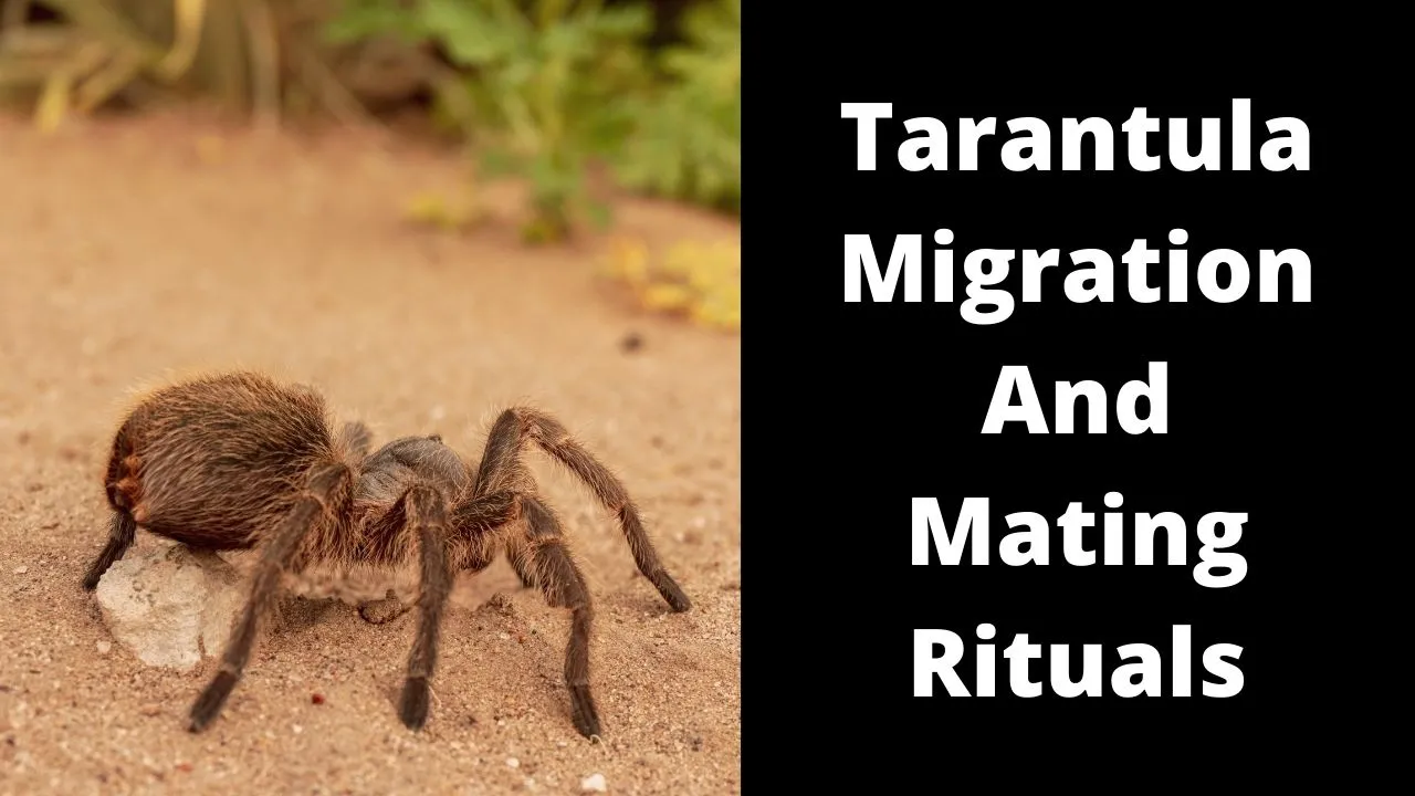 23536 tarantula leg cleaning