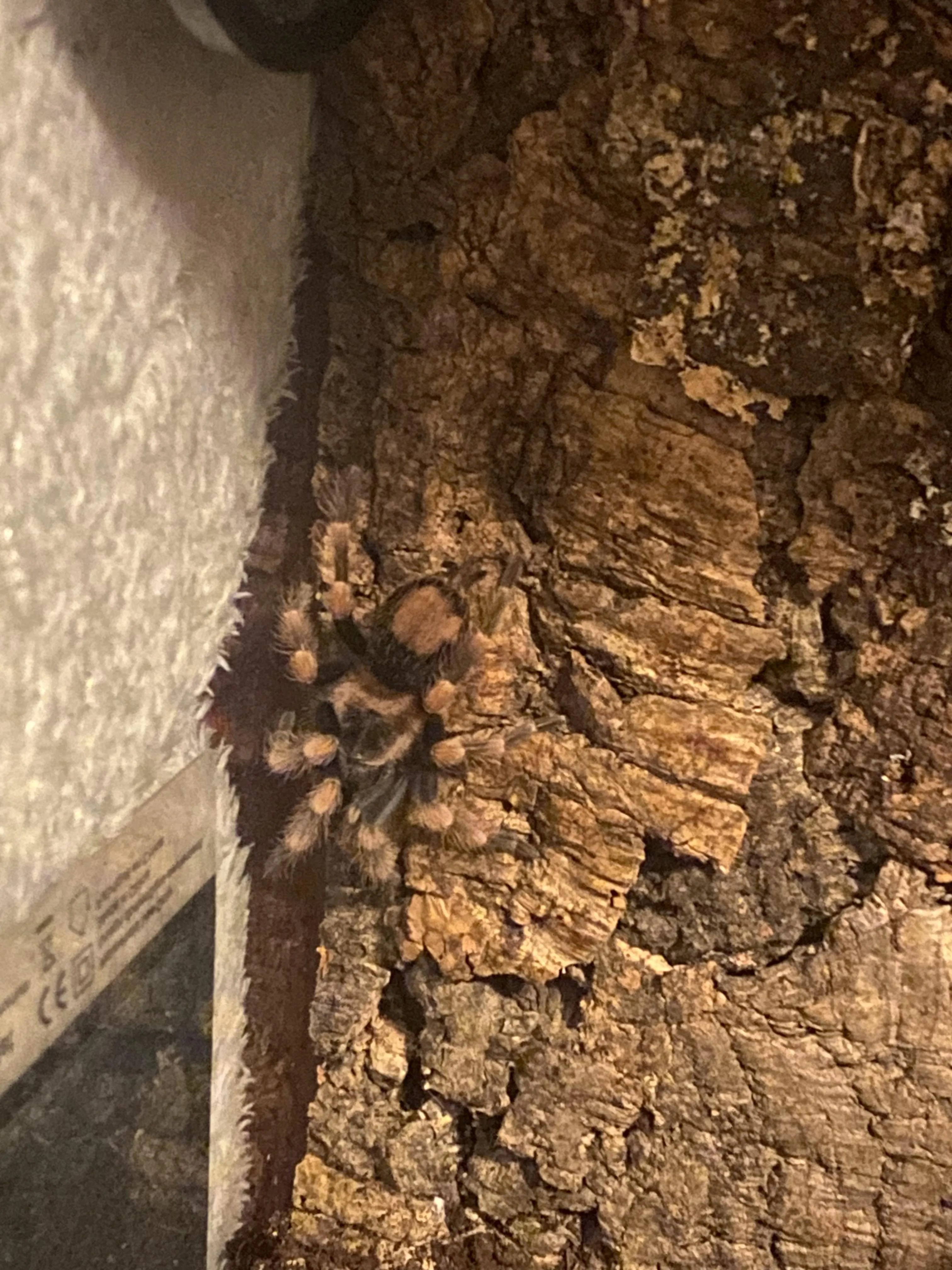 23536 tarantula preening