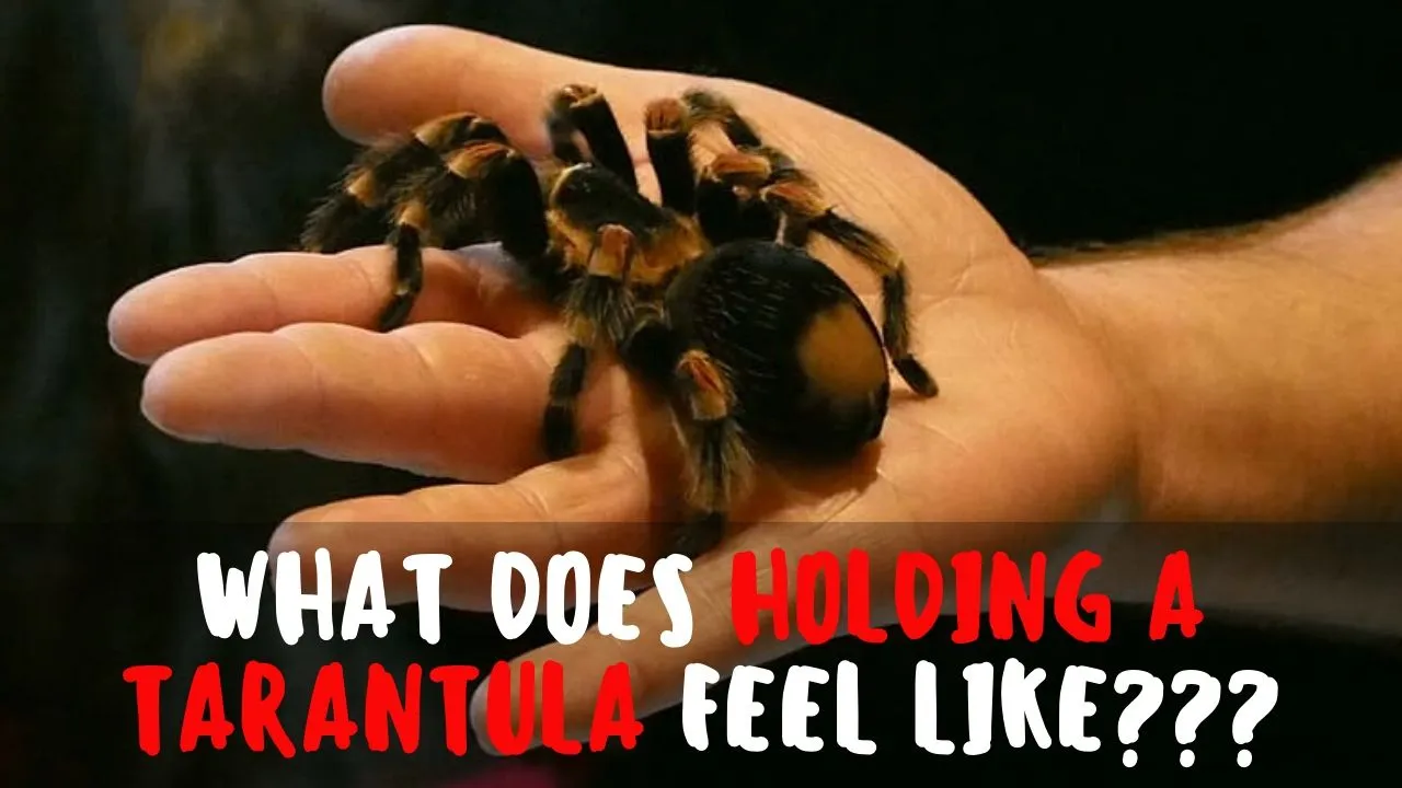 /img/23537-tarantula-feeding.webp