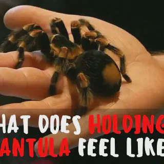 /img/23537-tarantula-feeding.webp