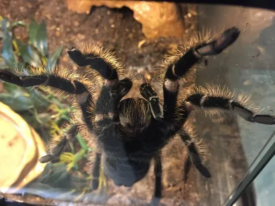 23538 curly hair tarantula molting