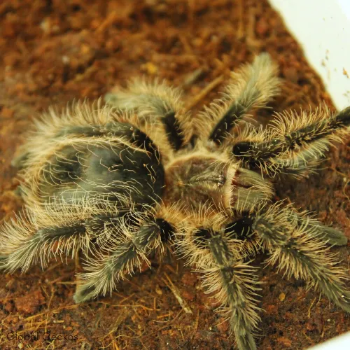 23538 female curly hair tarantula