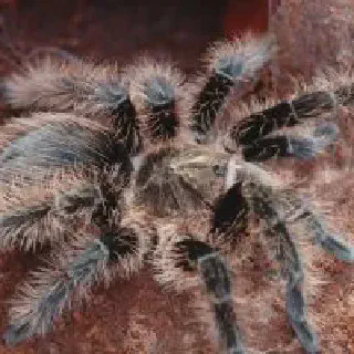 /img/23538-tarantula-drinking-water.webp