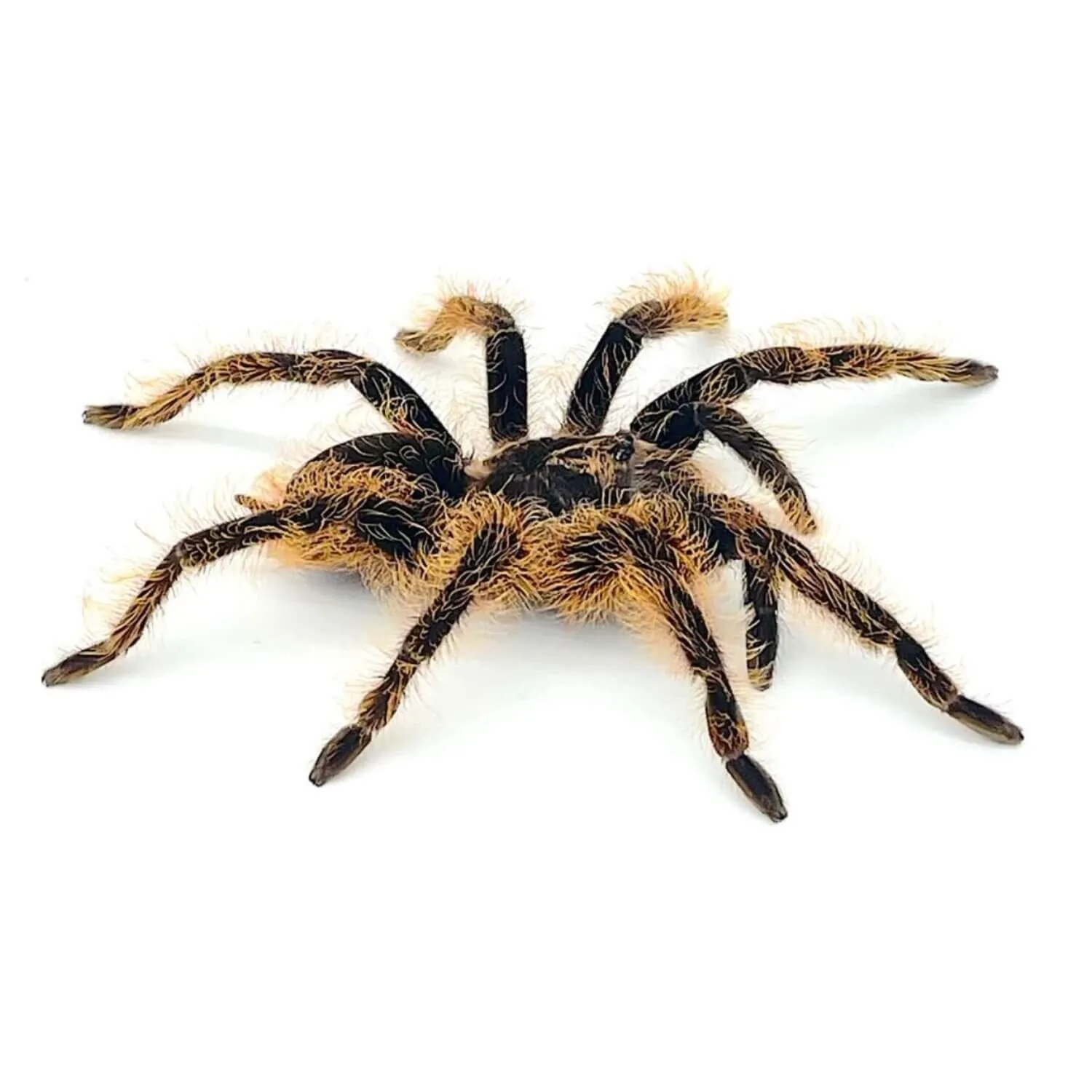 23538 tarantula enclosure