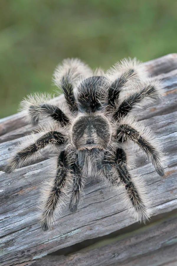 23538 tarantula feeding