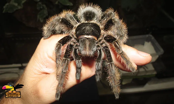 23538 tarantula handling