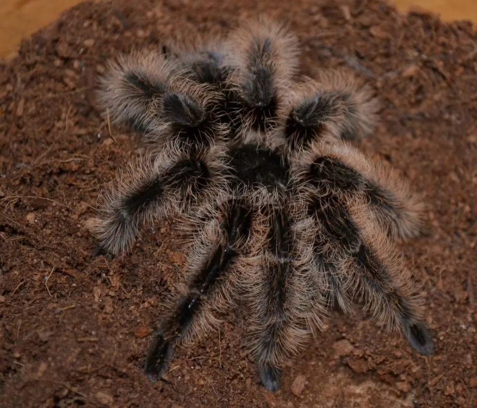 23538 tarantula substrate
