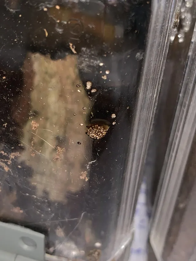 23539 sanitizing tarantula substrate