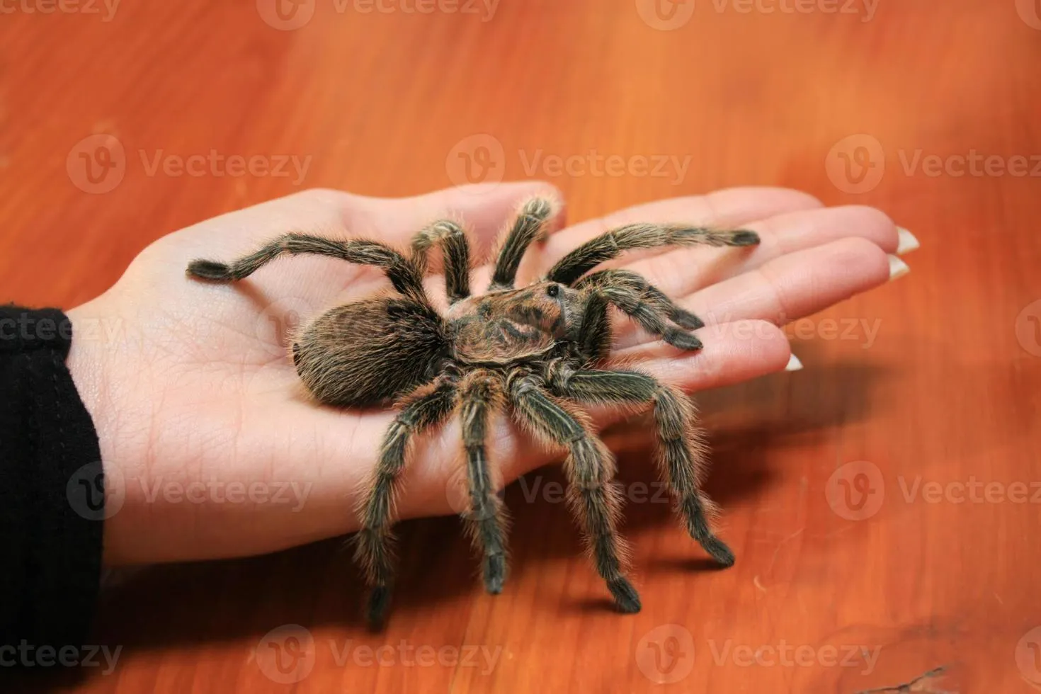 /img/23540-tarantula-feeding.webp