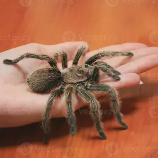 /img/23540-tarantula-feeding.webp
