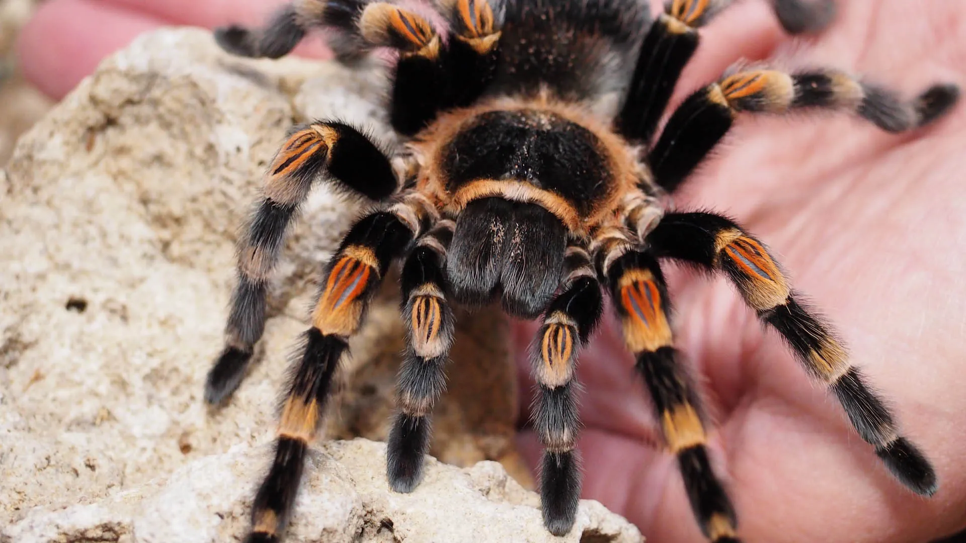 23540 tarantula handling risks