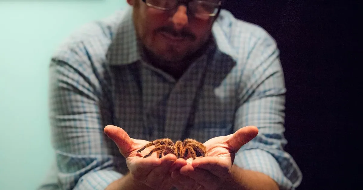 23540 tarantula species