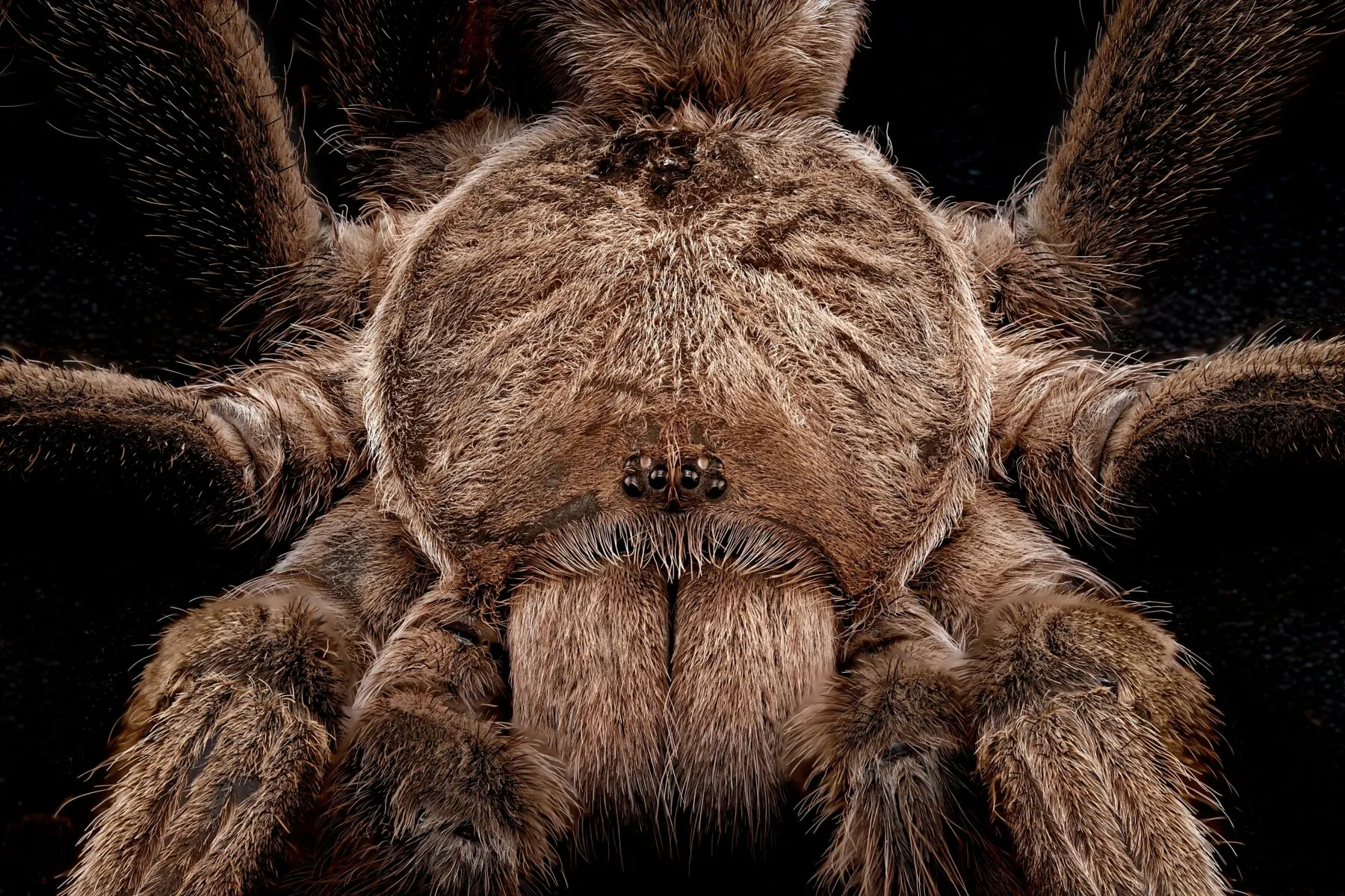 23542 australian blue tarantula close up