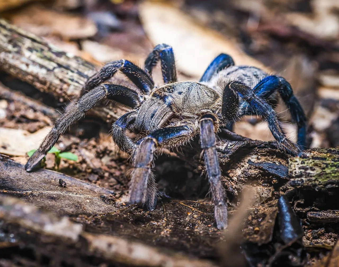 23542 australian blue tarantula defensive pose