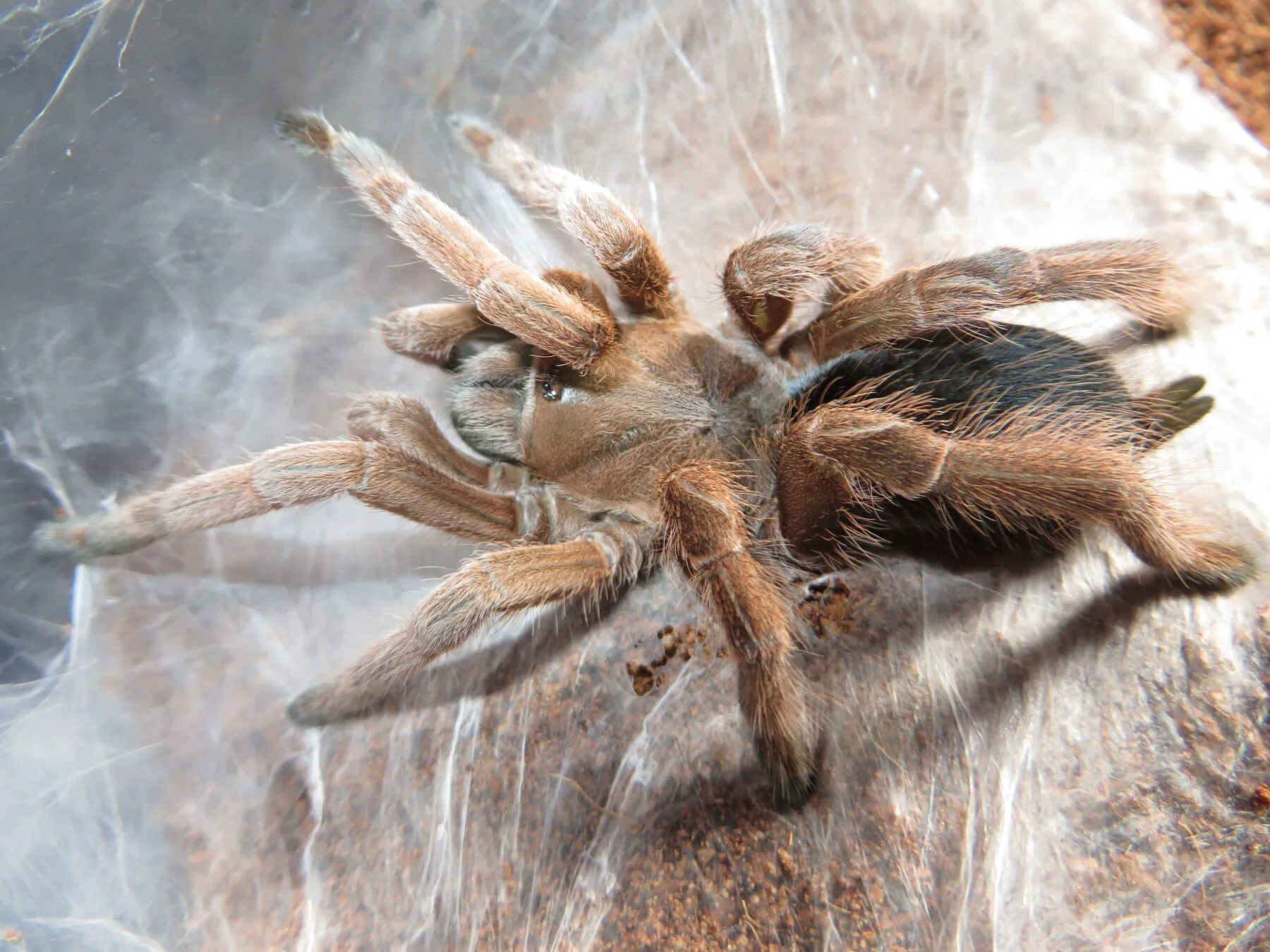 23542 australian blue tarantula habitat