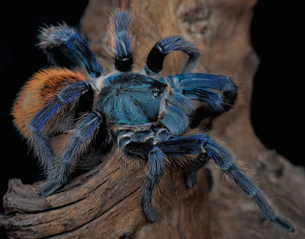 /img/23542-australian-blue-tarantula-map.webp