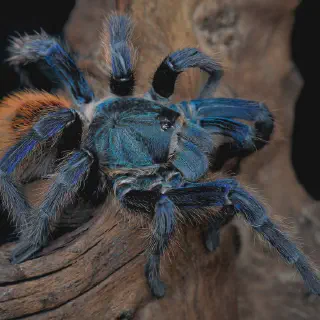 /img/23542-australian-blue-tarantula-map.webp