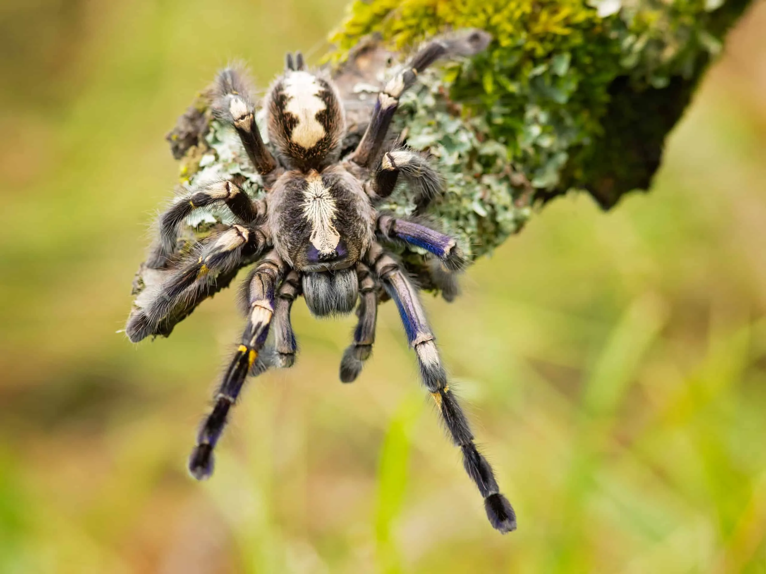 23543 gooty tarantula breeders