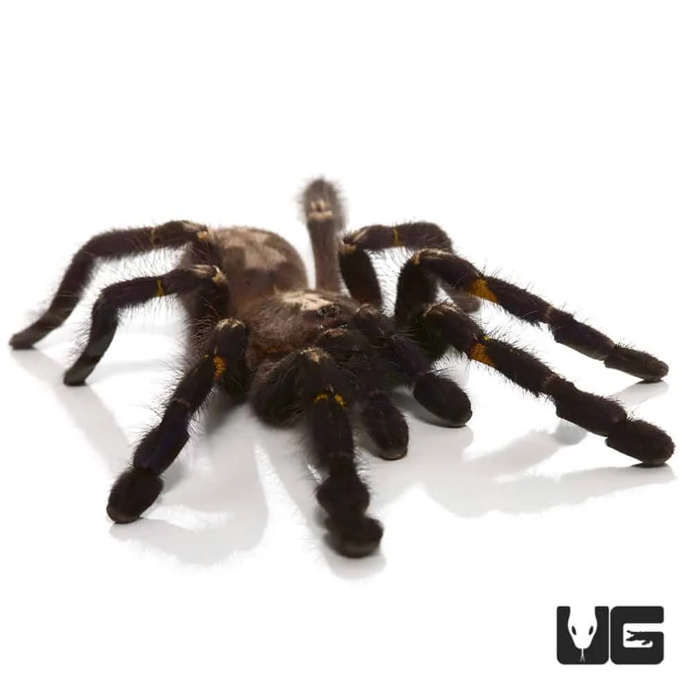 23543 gooty tarantula feeding