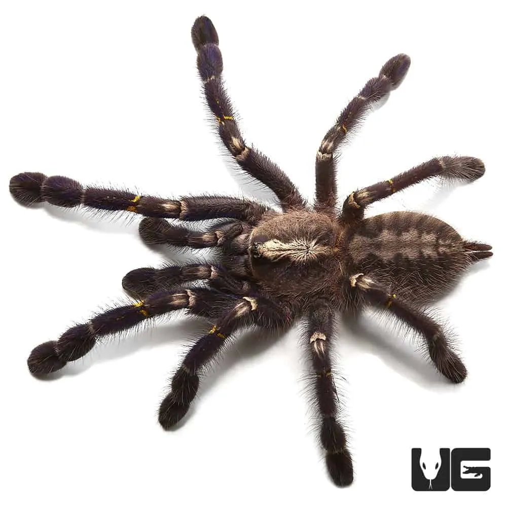 23543 gooty tarantula habitat