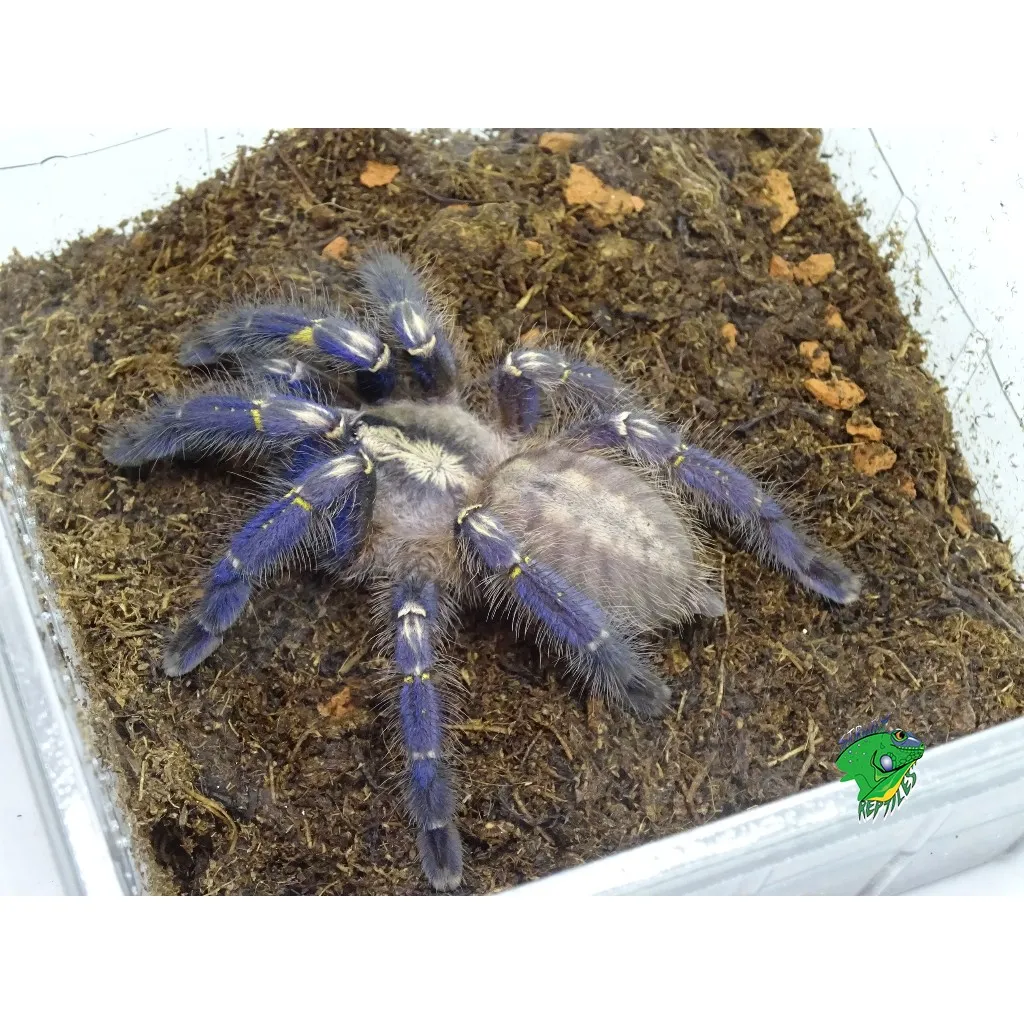 23543 gooty tarantula handling