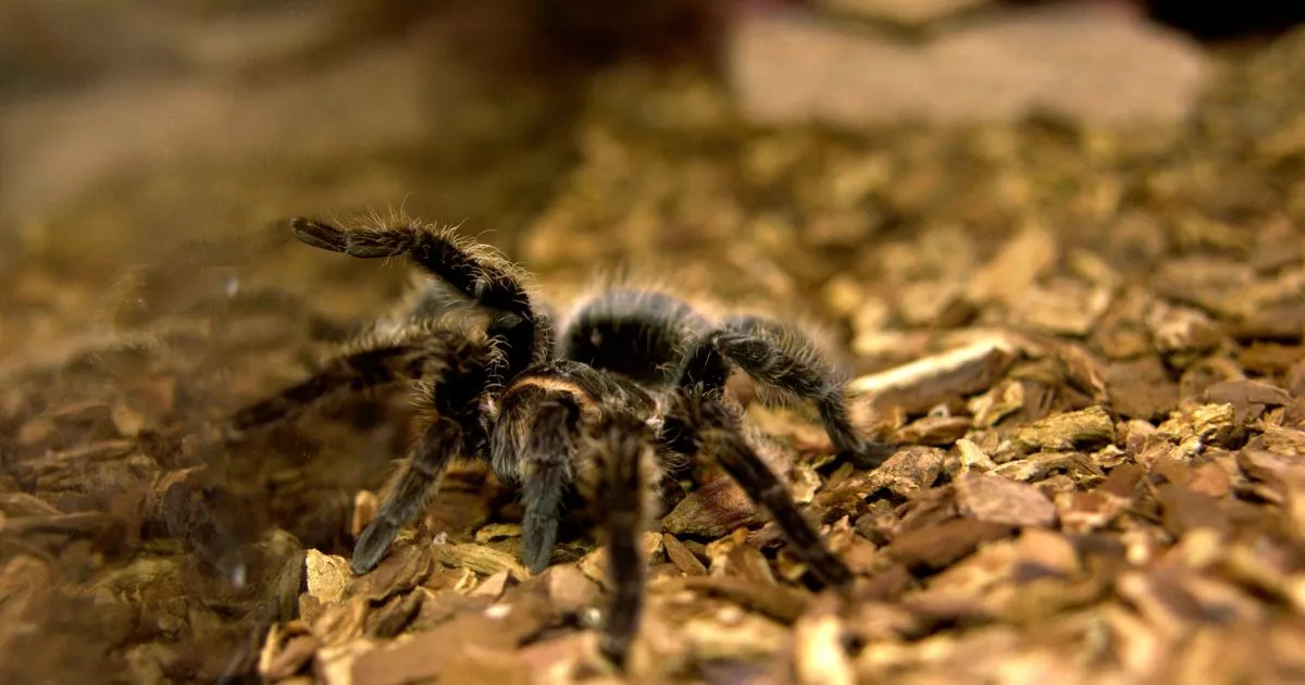 23544 tarantula enclosure size
