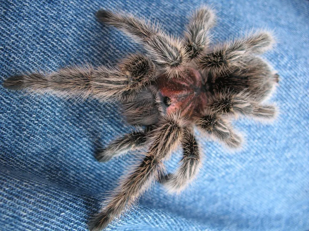 23545 breeding enclosure chilean rose