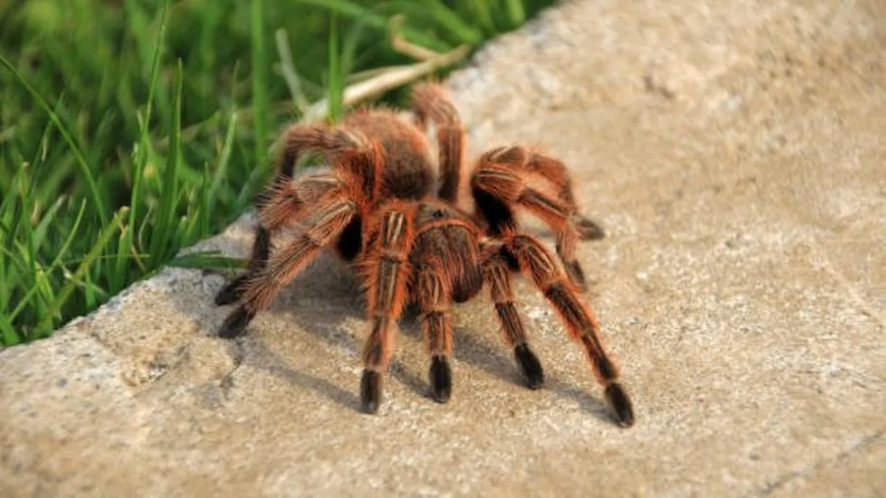 /img/23545-chilean-rose-tarantula-handling.webp