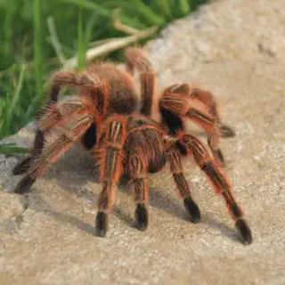 /img/23545-chilean-rose-tarantula-handling.webp
