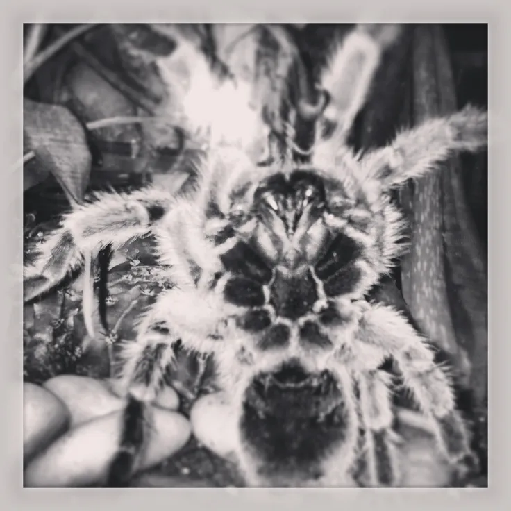 23545 sexing chilean rose tarantula