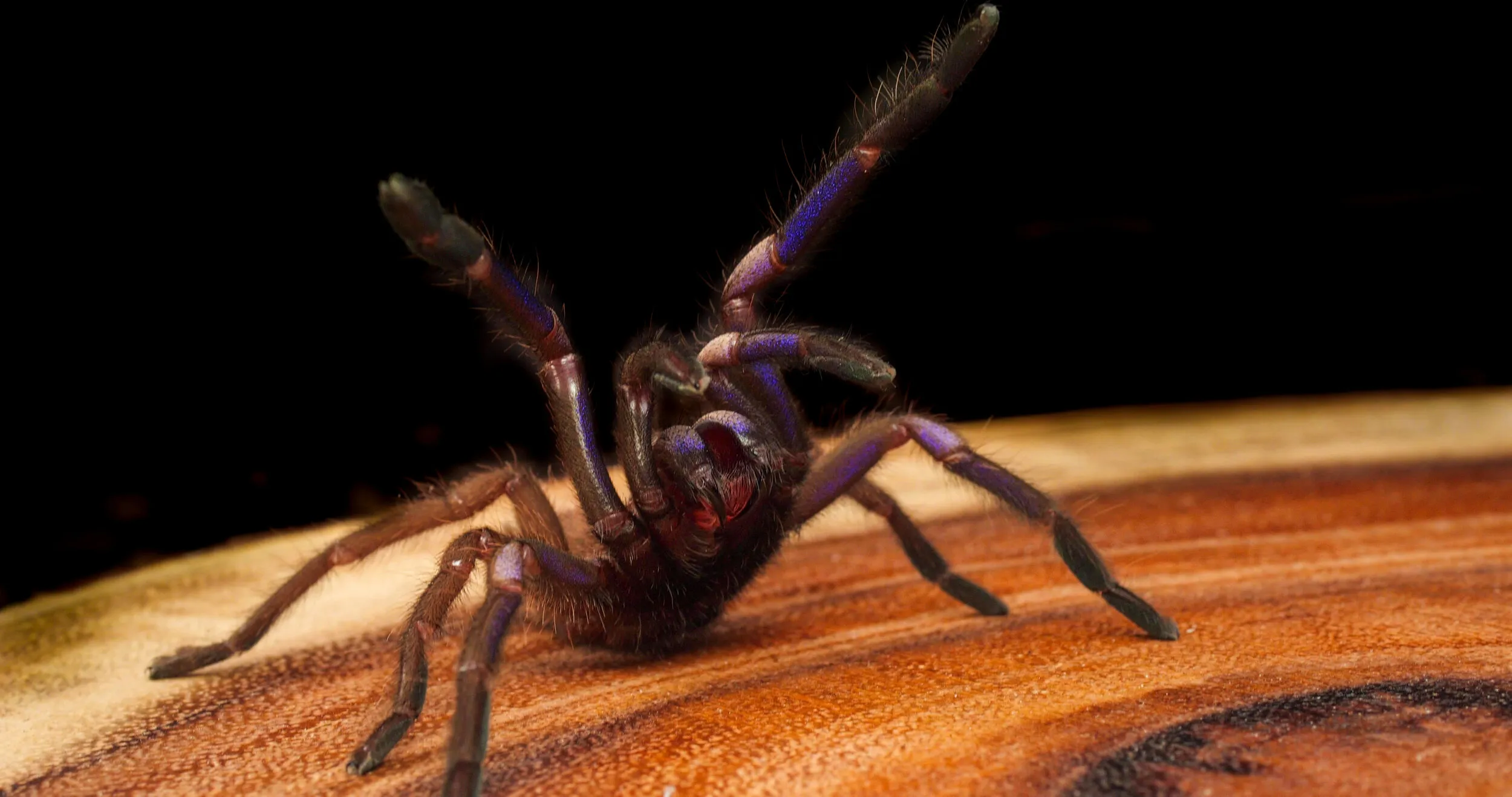 /img/23546-tarantula-handling-tools.webp
