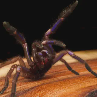 /img/23546-tarantula-handling-tools.webp
