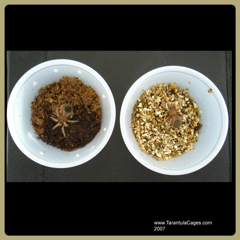 23546 tarantula substrate