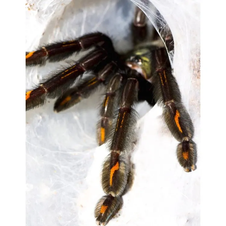 23546 tarantula water dish
