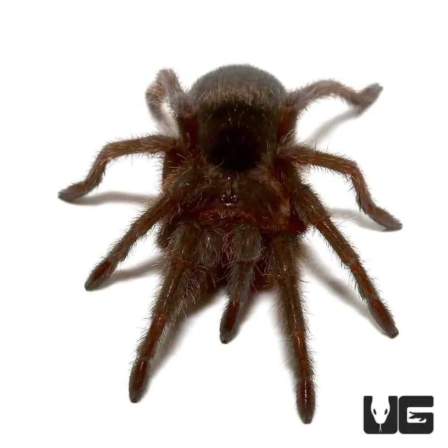 23548 brazilian black tarantula weight 5