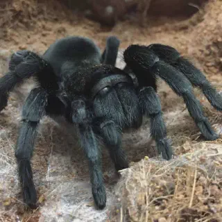 /img/23548-brazilian-black-tarantula-weight-7.webp