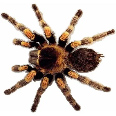 23550 tarantula close up