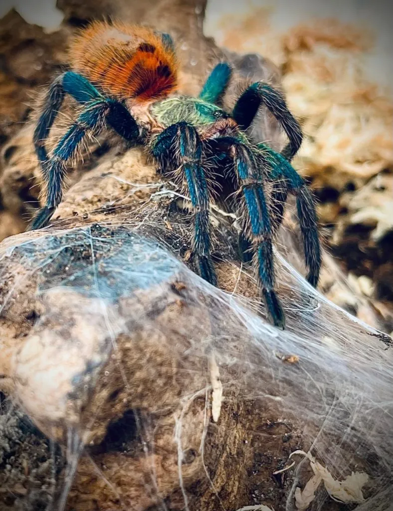 23550 tarantula feeding
